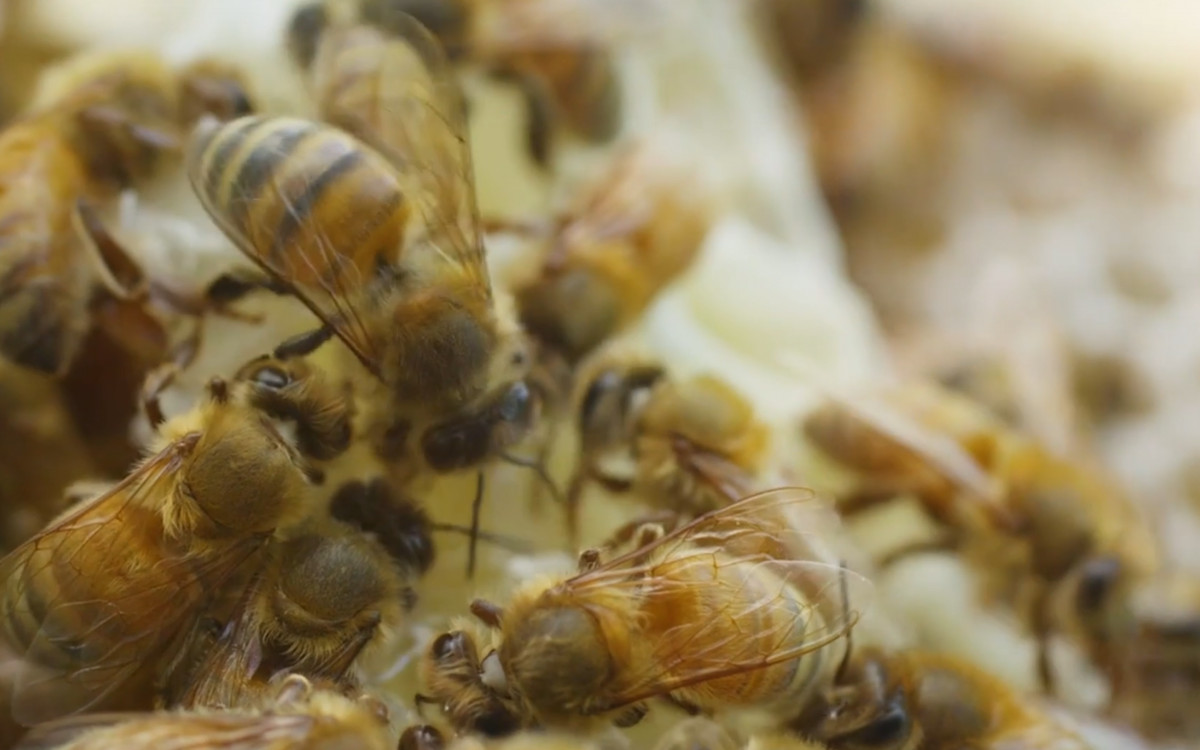 Savannah Bee Company - Brand Anthem